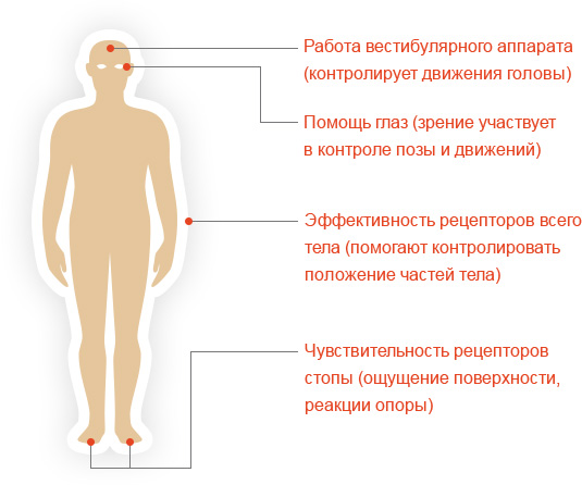 Физиология человека, 2021, T. 47, № 3, стр. 88-97